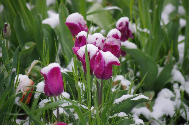 Свежие новости: Синоптики прогнозируют позднюю весну в Украине