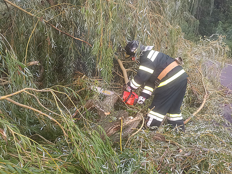 Свежие новости: На Николаевщине из-за непогоды на трассу упало четыре дерева