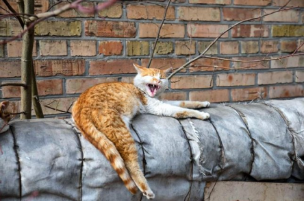 Свежие новости: Завтра в Украине без осадков, температура до +17