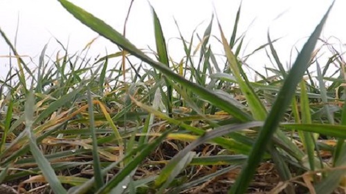 Свежие новости: На Николаевщине объемы сбора урожая уменьшились на 24%