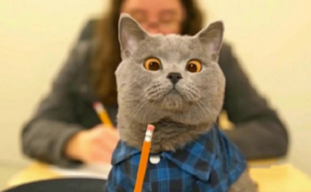 Свежие новости: В Николаеве котов признали частью экосистемы города и разрешили их пускать в подвалы