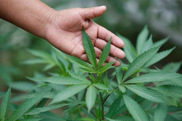 Свежие новости: Мешканця Березнегуватської ОТГ засудили за вирощування коноплі