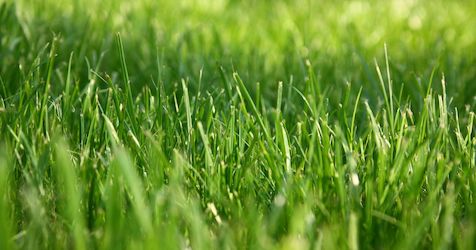 Свежие новости: Клещи атакуют: в Минздраве сообщили украинцам о сотнях зараженных болезнью Лайма