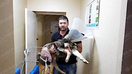 Фото новости: Щенок, выживший после ДТП, нуждается в помощи и ищет хозяев Свежие новости: Щенок, выживший после ДТП, нуждается в помощи и ищет хозяев