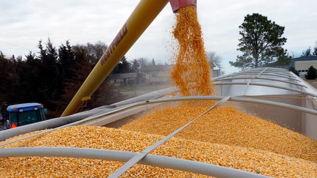 Свежие новости: В Евросоюзе предложили экспортировать украинское зерно по упрощенной схеме