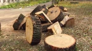 Свежие новости: В Еланецком районе мужчина во время пожара спилил дерево дуба