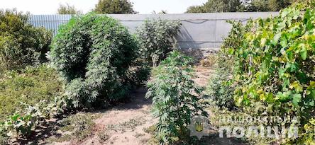 Свежие новости: Жительница Вознесенска на приусадебном участке выращивала наркосодержащие растения