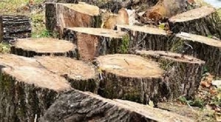 Свежие новости: На Николаевщине браконьеры вырубили почти сотню деревьев в лесопосадке