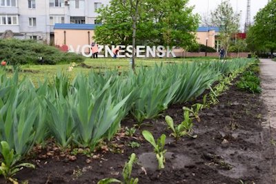 Свежие новости: Вознесенськ. Продовжується робота над озелененням міста