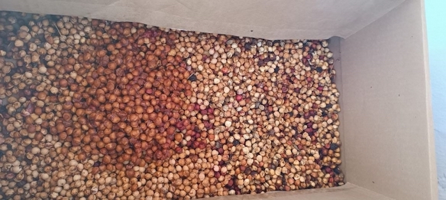 Свежие новости: У селі під Миколаєвом оголосили збір кісточок від фруктів