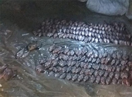 Свежие новости: На Николаевщине поймали браконьера с 53 кг рыбы