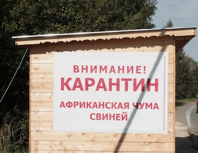 Свежие новости: На Николаевщине зафиксировали новые случаи африканской чумы свиней