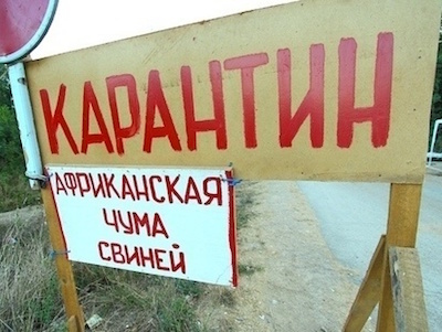 Свежие новости: В Новой Одессе зафиксирован новый случай африканской чумы свиней