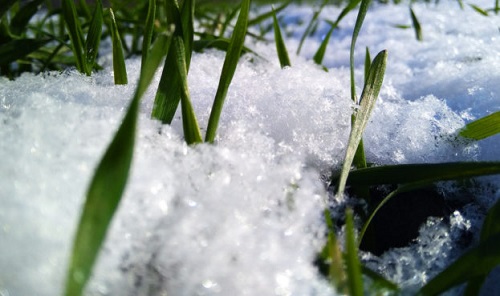 Свежие новости: Аграрии назвали главную опасность для озимых культур