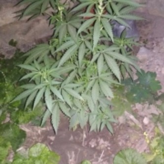 Свежие новости: В Одессе накрыли нарколабораторию