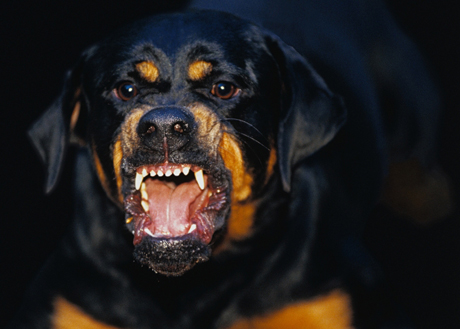 Свежие новости: В Вознесенске полицейские задержали парня, чья собака загрызла девушку