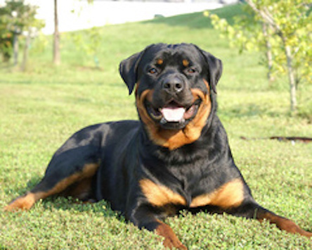 Фото новости: Жителю Вознесенска, ротвейлер которого насмерть загрыз девушку, дали два года условно Свежие новости: Жителю Вознесенска, ротвейлер которого насмерть загрыз девушку, дали два года условно