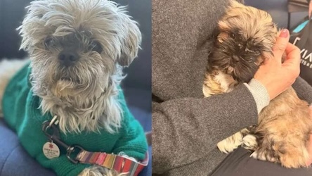 Свежие новости: Хотіла «повернути» собаку за $50 тис.: американка зізналася, чому пошкодувала про клонування