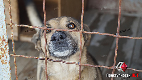 Свежие новости: Директор николаевского «Центра защиты животных» заявил, что на КП усыпили 70 собак