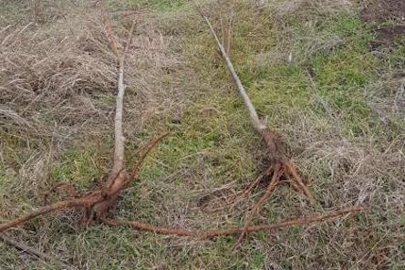 Свежие новости: В Николаеве неизвестные уничтожили часть высаженных лип в дендропарке «Дружба»