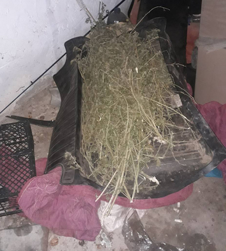 Свежие новости: В Баштанке полицейские изъяли у местного жителя каннабис на 48 тысяч гривен