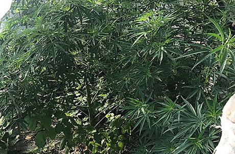 Свежие новости: В Вознесенске пенсионерке присудили год условно за хранение конопли