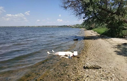 Фото новости: На берегу лимана в Николаеве обнаружено тело утопленника Свежие новости: На берегу лимана в Николаеве обнаружено тело утопленника