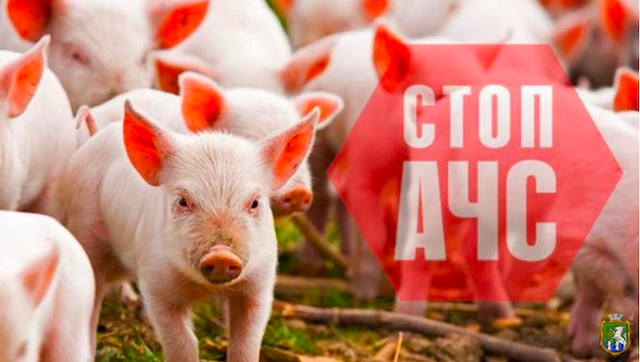 Свежие новости: На Миколаївщині виявлений випадок АЧС