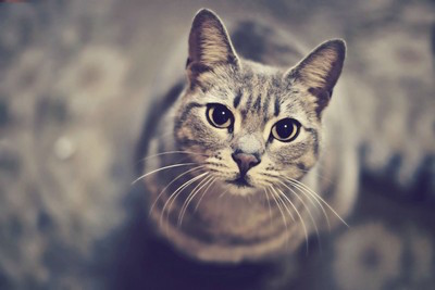 Свежие новости: Одессит на глазах у дочки жестоко расправился с ее котенком