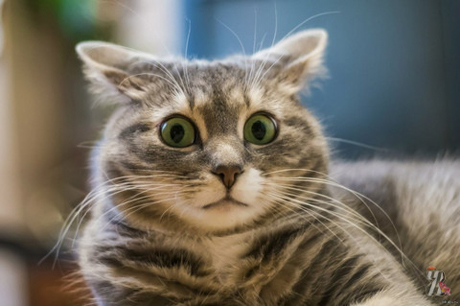 Свежие новости: В селе на Николаевщине ввели карантин из-за бешенства у домашней кошки