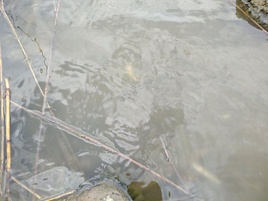 Свежие новости: На Николаевщине зафиксировали мор рыбы