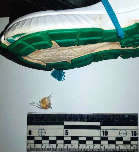 Свежие новости: В Николаевский СИЗО пытались передать наркотики в кроссовке