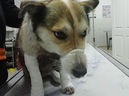 Свежие новости: Чиновник из Хмельницкой области привязал собаку к авто и протащил ее по дороге