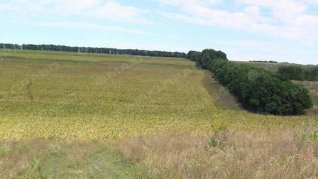 Свежие новости: В Снигиревке «бизнесмен» самовольно засеял землю ячменем