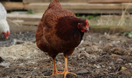 Свежие новости: Теперь уже и мясо с фипронилом – его завезли в Польшу из Германии