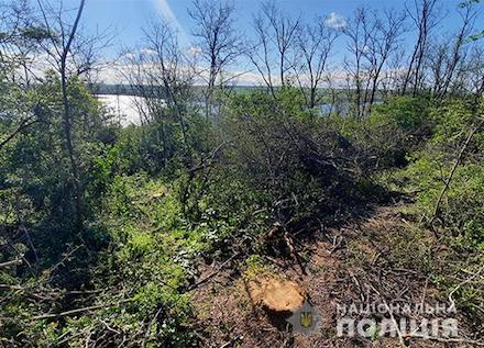 Свежие новости: На Вознесенщине задержали мужчину на незаконной рубке лесополосы