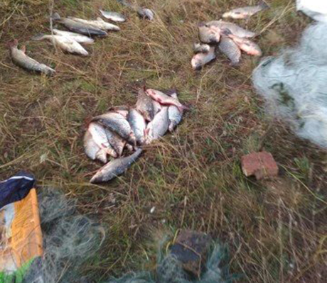 Свежие новости: На Николаевщине браконьеры наловили рыбы почти на 16 тысяч гривен