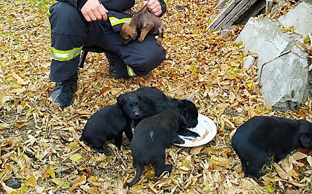 Свежие новости: Спасатели Николаевщины достали из ямы шесть маленьких щенят – теперь им ищут дом