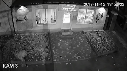 Свежие новости: В Николаеве возле офиса туристического агентства в очередной раз украли декоративные растения