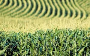 Свежие новости: Как cтоимость украинской кукурузы будет зависеть от объема этой культуры в США