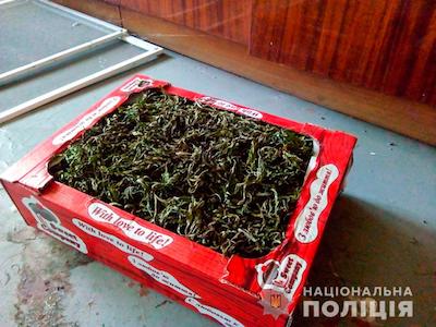Свежие новости: Дома у жителей Новоодесского района нашли около килограмма каннабиса
