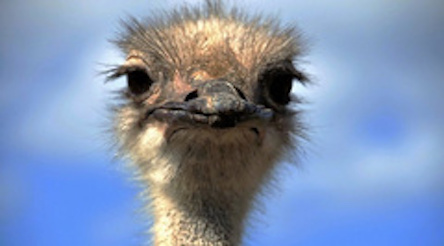 Свежие новости: В Китае страус сбежал от хозяина и чуть не сбил пешеходов на дороге