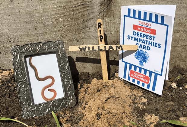 Свежие новости: Червь Уильям: Вирусная суперзвезда