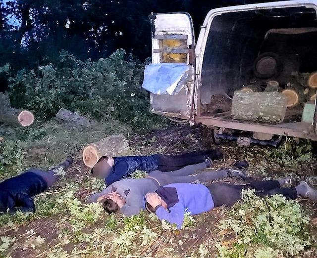 Свежие новости: На Николаевщине будут судить группу «черных лесорубов»