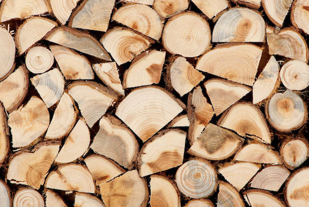 Свежие новости: В Николаевской области черный лесоруб спилил деревья более чем на 23 тысячи гривен