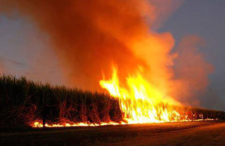 Свежие новости: Под Черниговом пенсионер не успел убежать, выжигая кукурузу, и сгорел на поле заживо