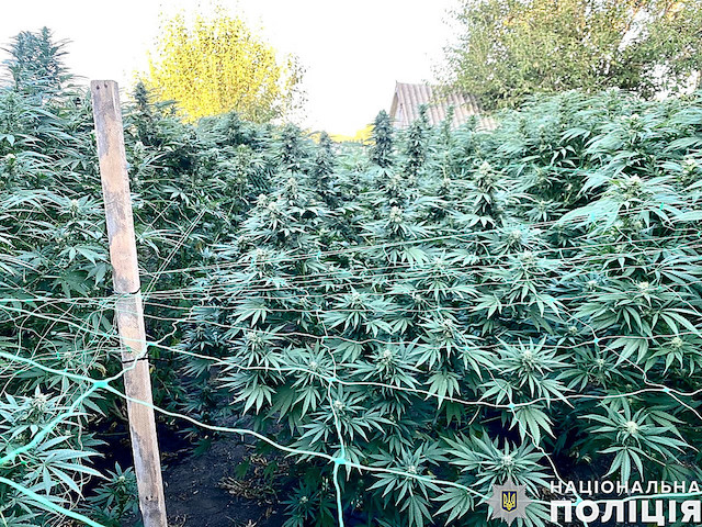 Свежие новости: У жителів Єланця виявили двометрові кущі коноплі