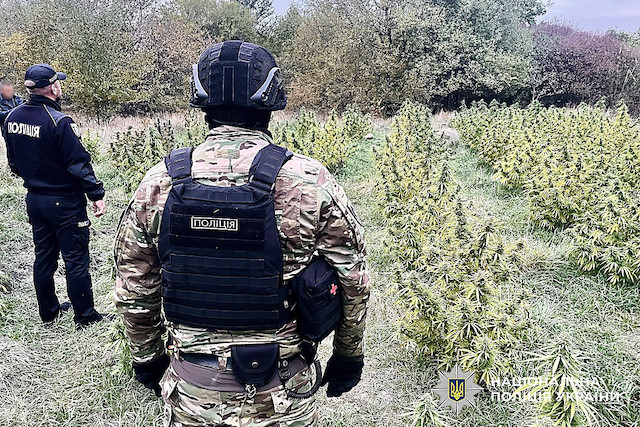 Свежие новости: Вознесенця спіймали на “зеленому бізнесі” — коноплі тягнули на 50 мільйонів