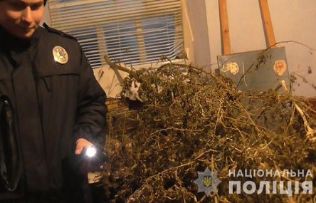Свежие новости: ВІДЕО: Поліцейські вилучили висушені «дерева» коноплі у мешканця Снігурівки