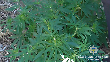 Свежие новости: Житель Николаевщины вырастил плантацию конопли для «развития творческой натуры»